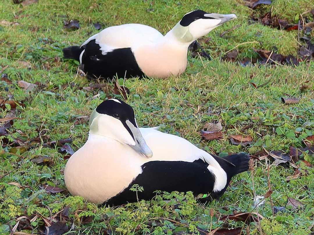 WWT Washington Wetland Centre景点图片