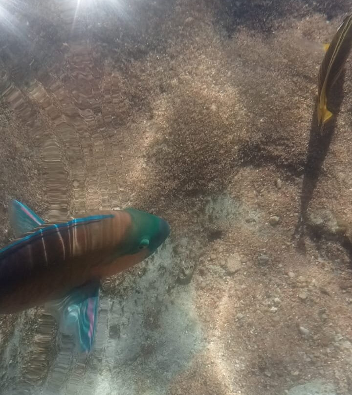 Brothers Safari Excursions-沙姆沙伊赫必去景点