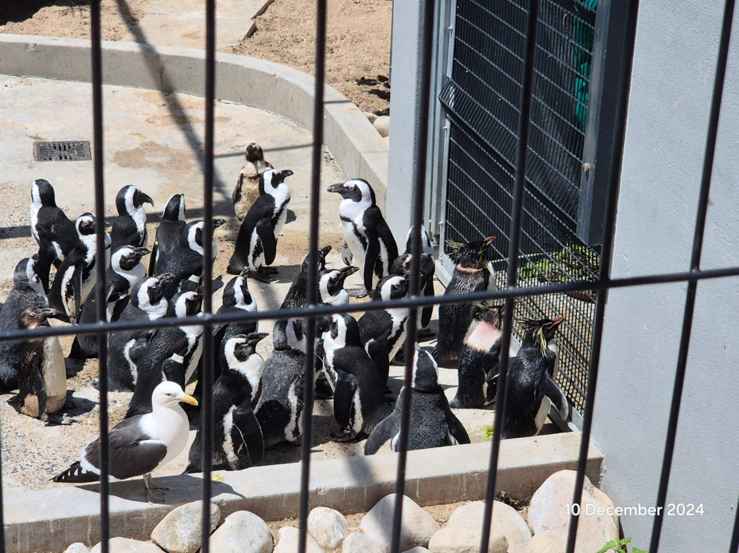 SANCCOB Seabird Rehabilitation Centre-Table View必去景点