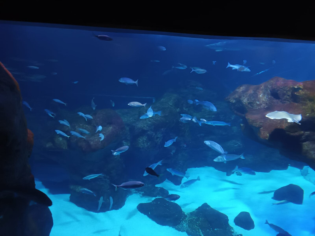 Bioparc Acuario De Gijón-希洪必去景点