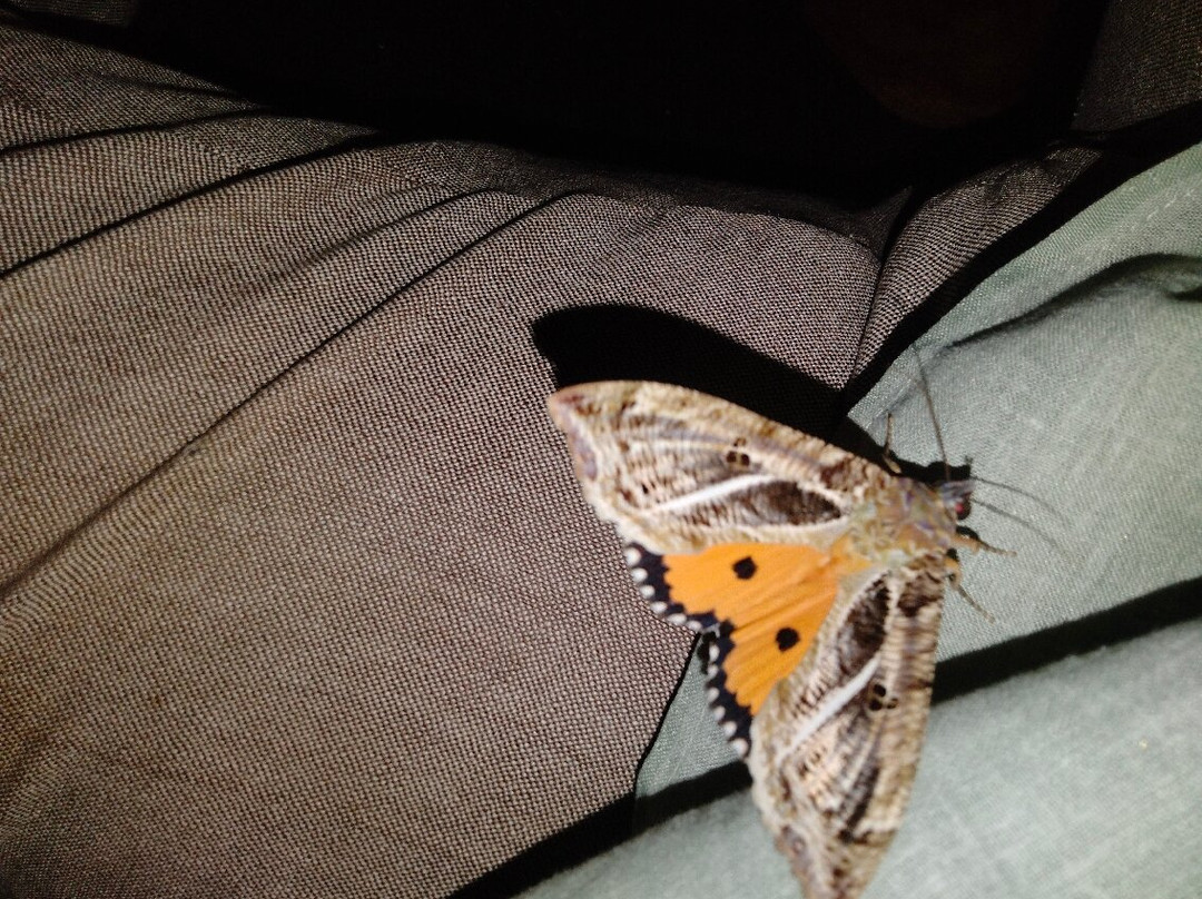 Hotel & Lodge Nisarg Niwara