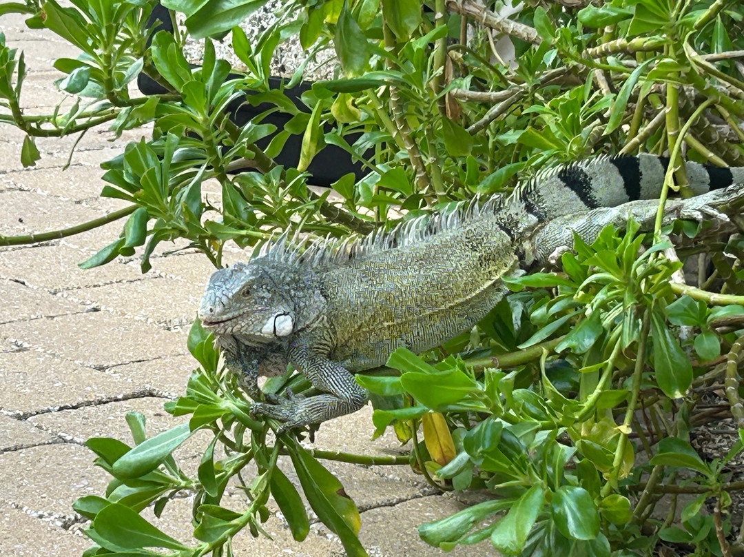 Zoetry Curacao Resort & Spa主图