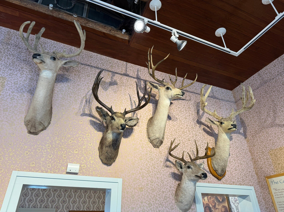 Edwin Carter Museum-布雷肯里奇必去景点