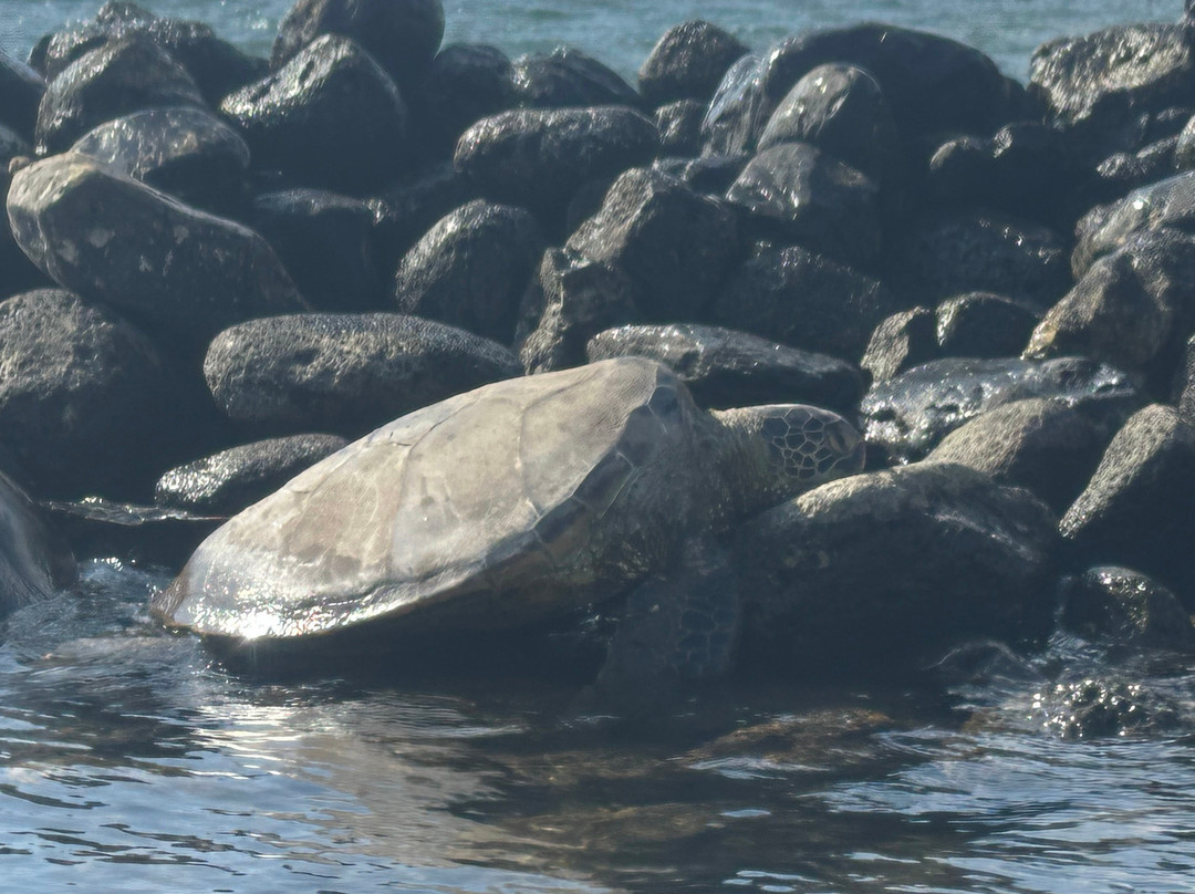 Hawaiian Islands Humpback Whale Sanctuary Visitor Center-基黑必去景点