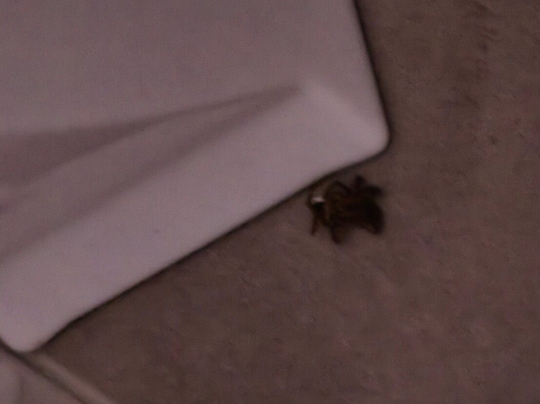 Renmark Country Club主图