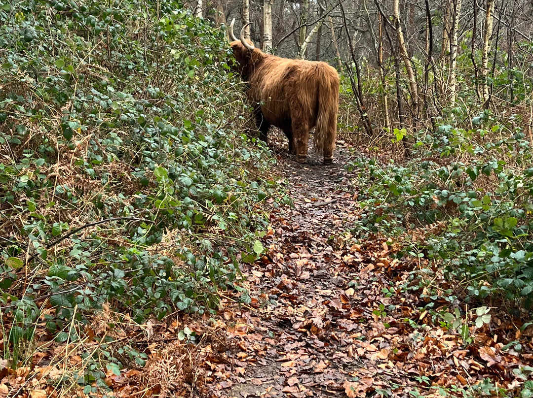 Hothfield Heathlands Nature Reserve景点图片