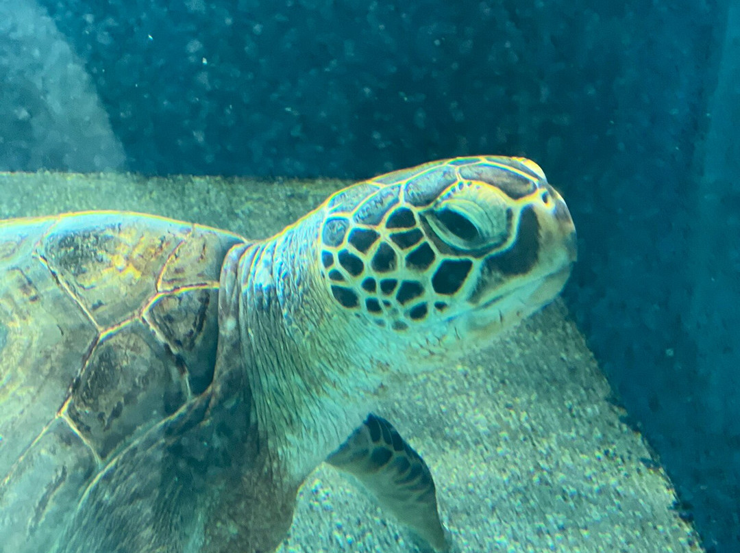 Kochi Prefectural Ashizuri Aquarium Satoumi-土佐清水市必去景点