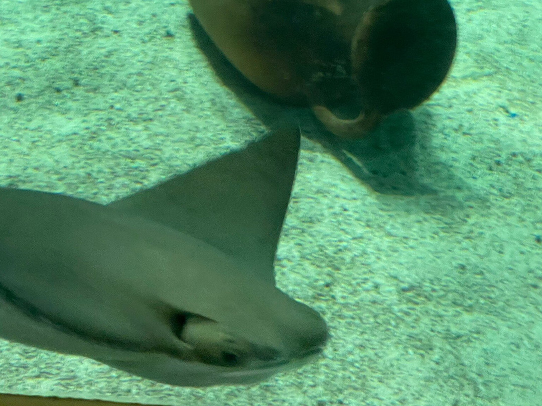 Sylt Aquarium景点图片