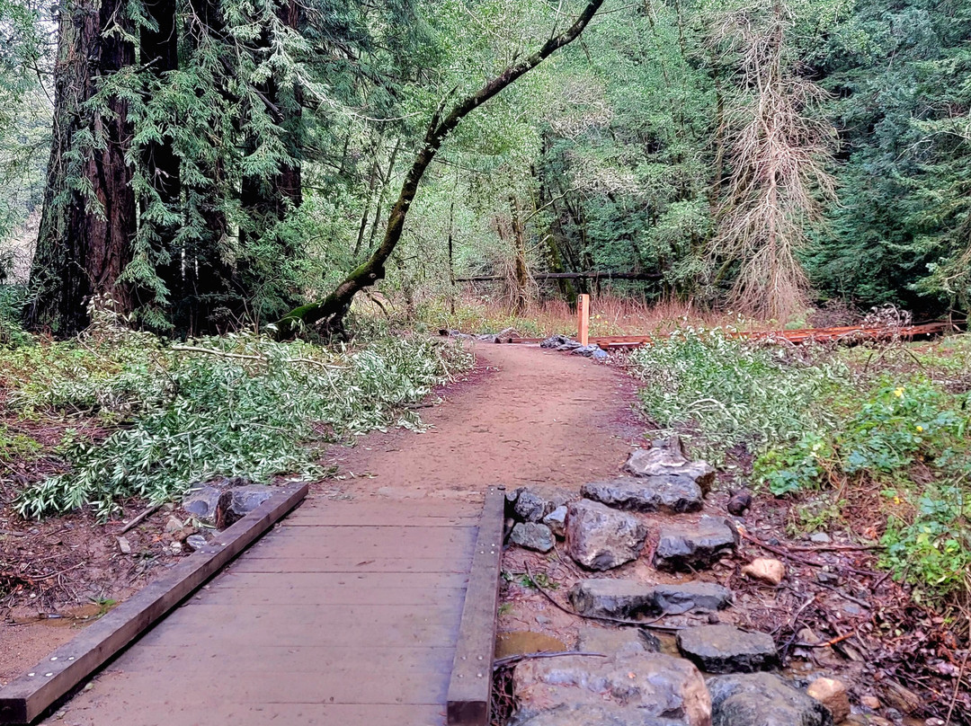Roy's Redwoods Preserve景点图片