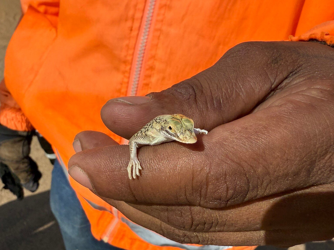 Desert Explorers cc-斯瓦科普蒙德必去景点