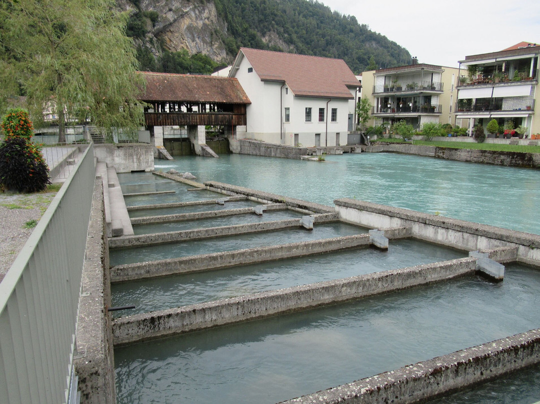 Aare River-因特拉肯必去景点