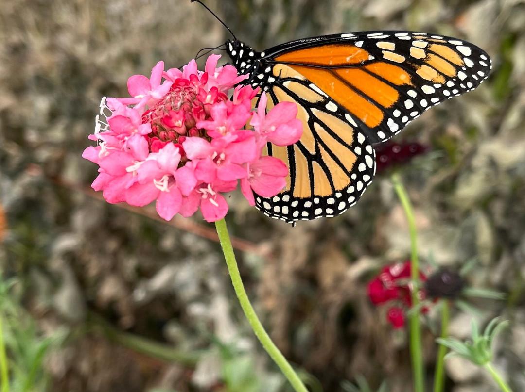 Dahlia Valley Ranch-Arnold必去景点