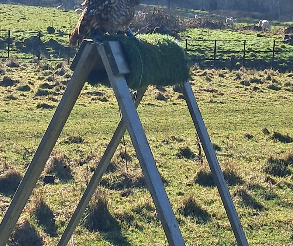 Kent Falconry Centre-Throwley必去景点