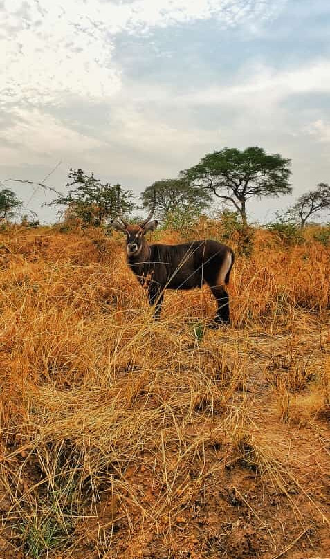 Beverly safaris africa-坎帕拉必去景点
