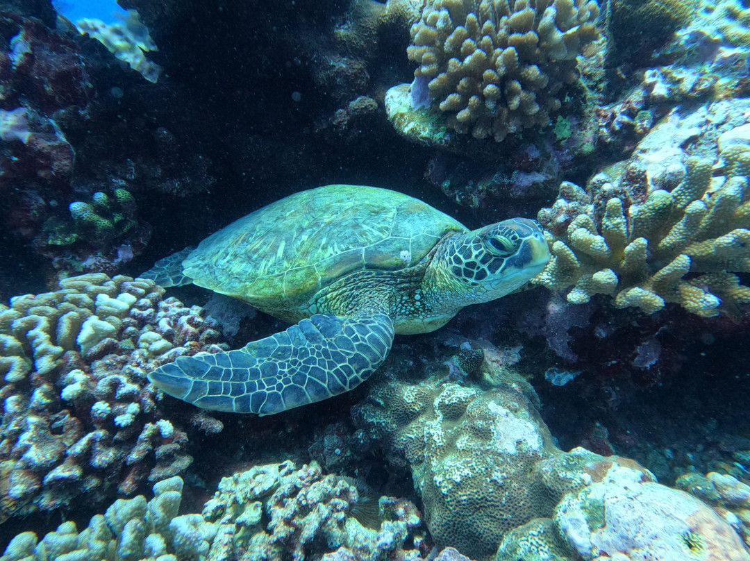 Dive and Sea Tahiti - Base nautique de Puna'auia景点图片