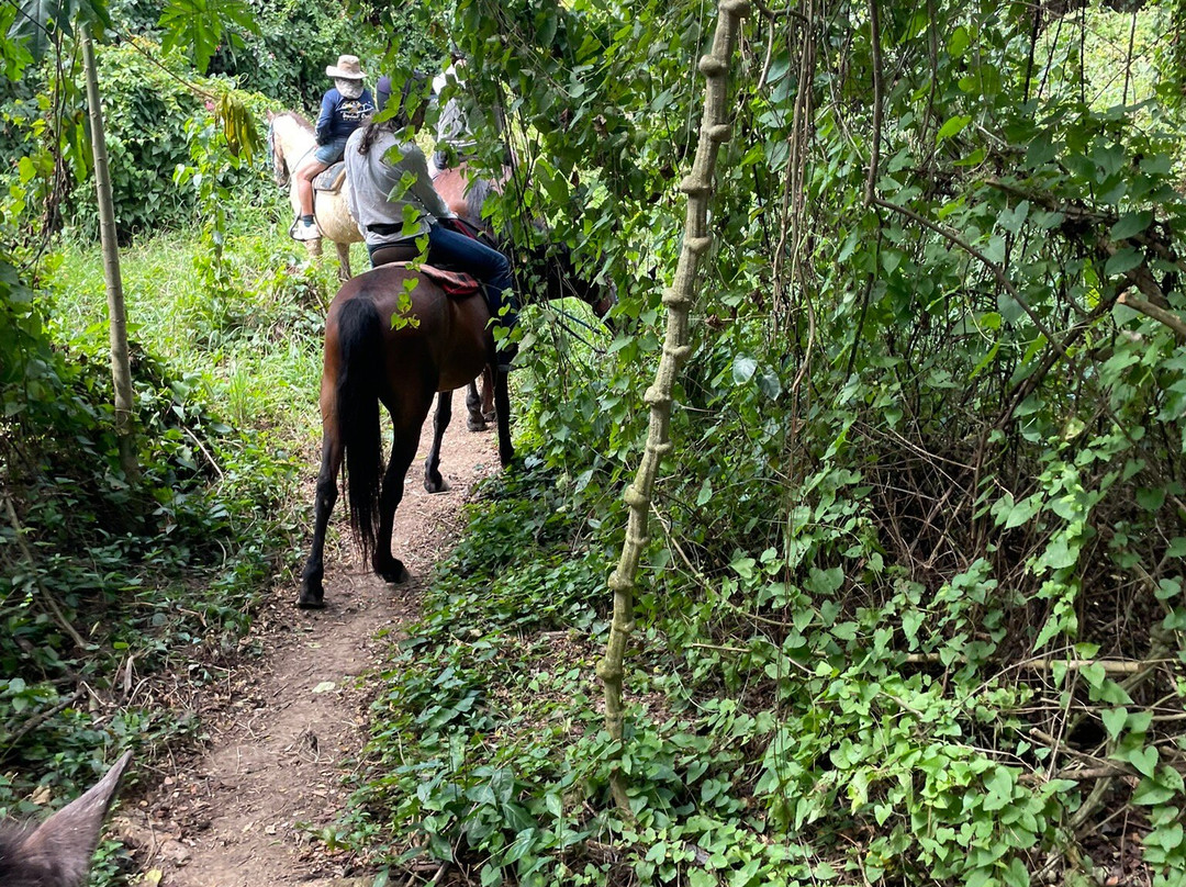 Paul and Jill's Equestrian Stables-圣克鲁斯必去景点
