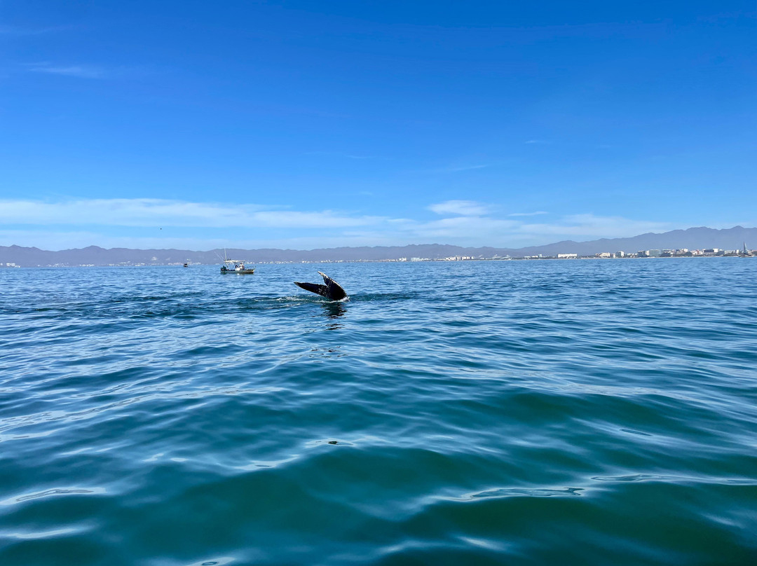 Ocean Friendly Whale Watching Tours-瓦拉塔港必去景点