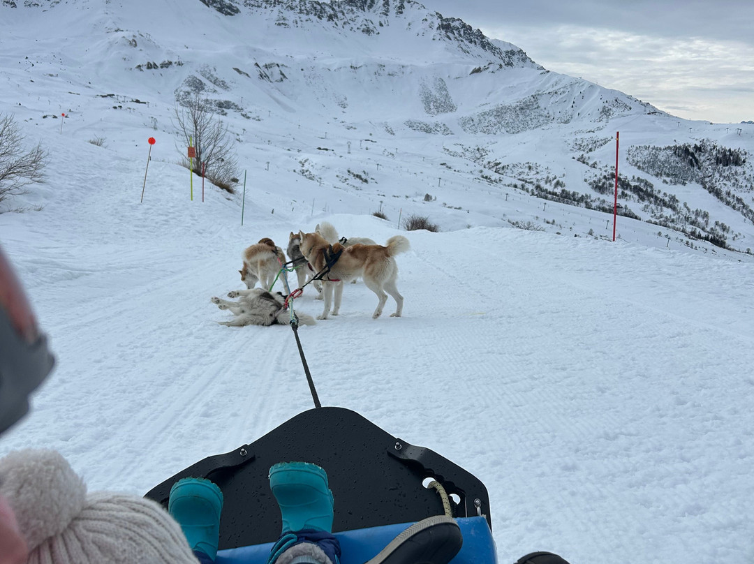 Chiens de Traineau景点图片