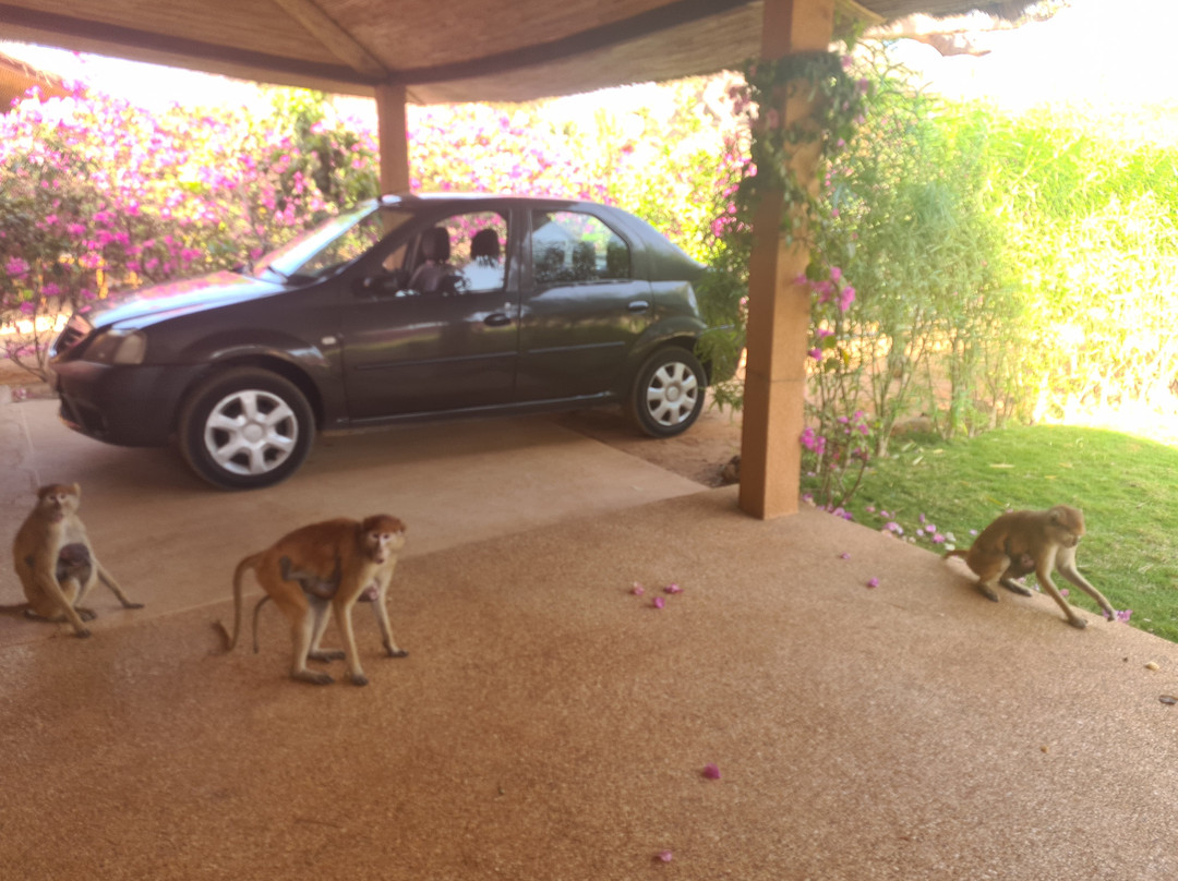 Taxi & excursions Riu baobab Sénégal景点图片