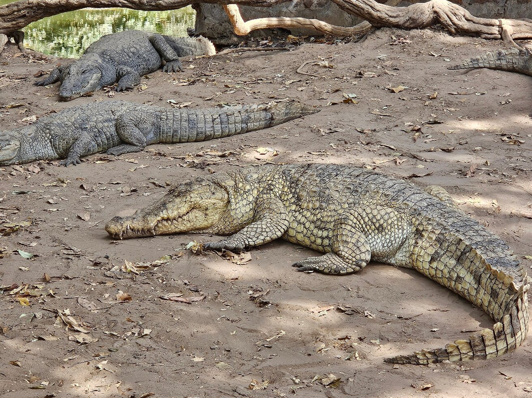 Kachikally Crocodile Pool景点图片