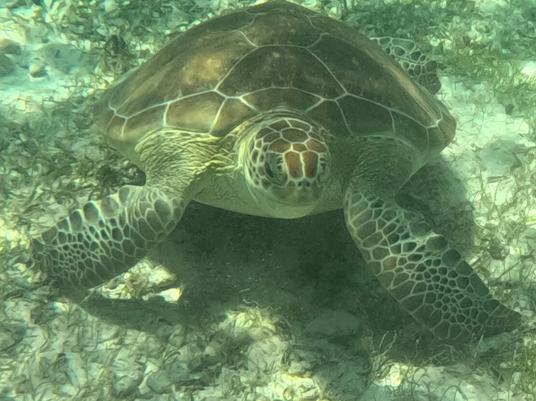 Spotts Beach-大开曼岛必去景点