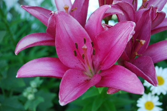 Veranda at Harbor Springs主图