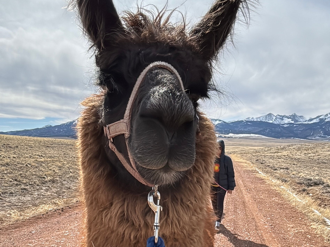 Llama Trekking by Lookin Up Outfitters景点图片