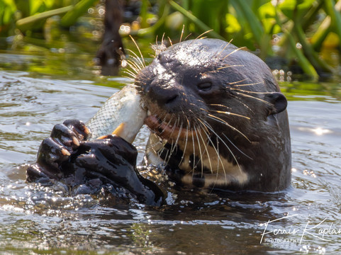 Wildlife Expeditions Of Brazil-Chapada dos Guimaraes必去景点