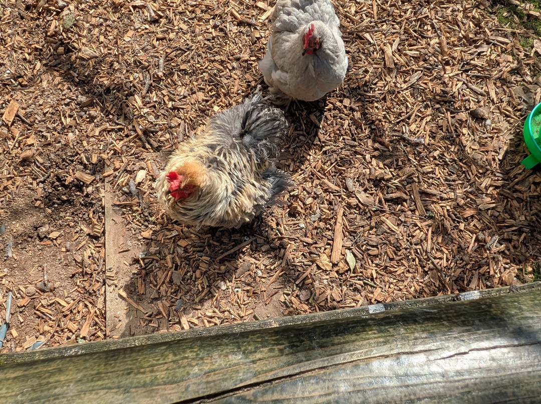 Totnes Rare Breeds Farm-托特尼斯必去景点