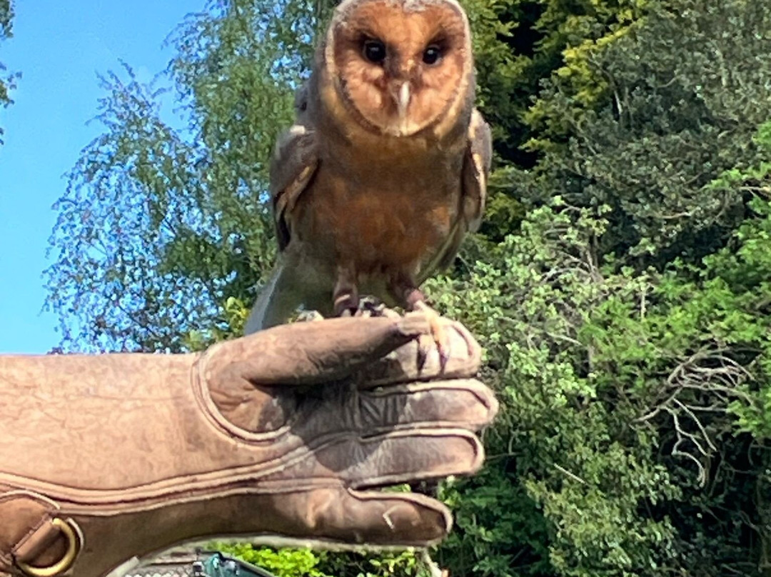 Thirsk Birds Of Prey Centre景点图片