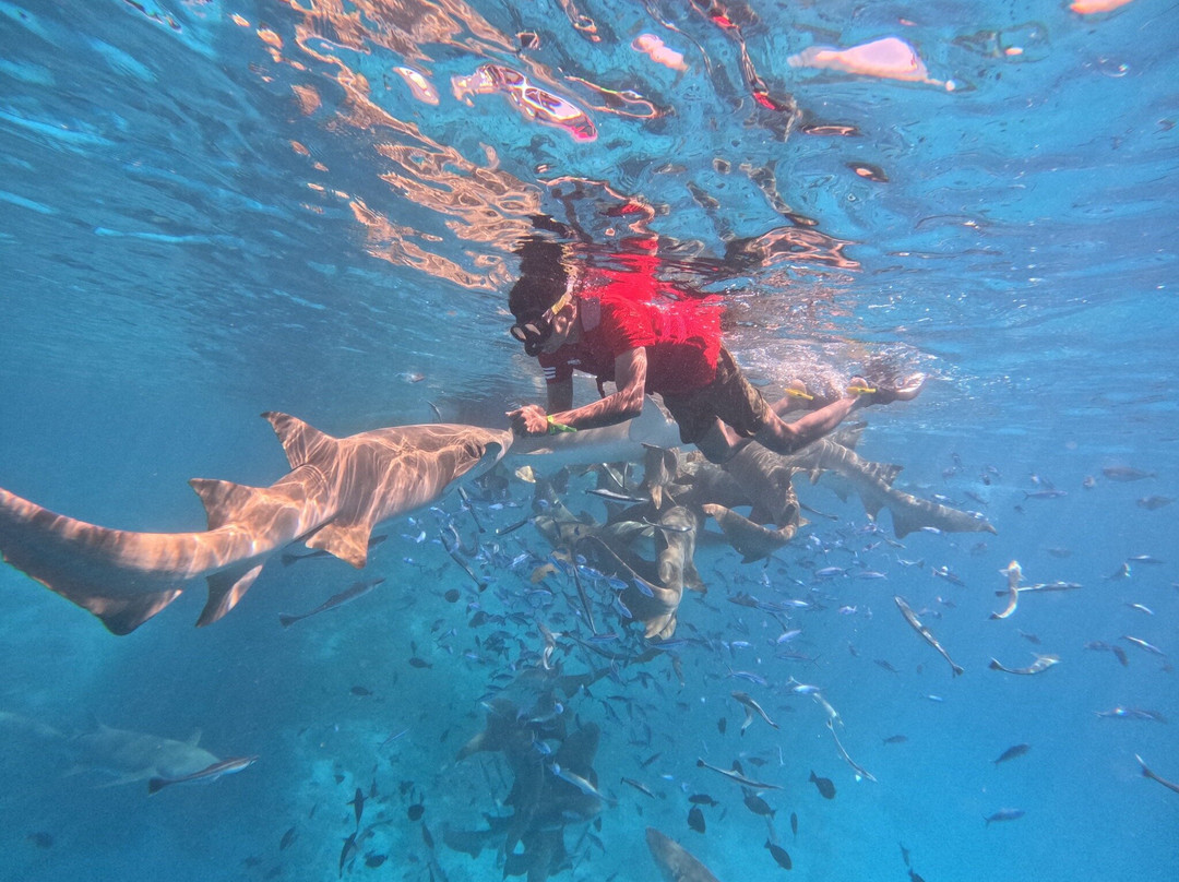 SHADOWPALM TOURS-马富士岛必去景点