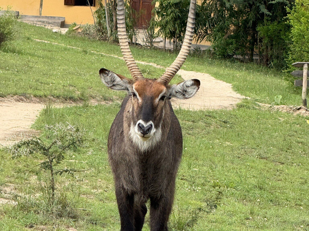 Jewel Safaris-坎帕拉必去景点