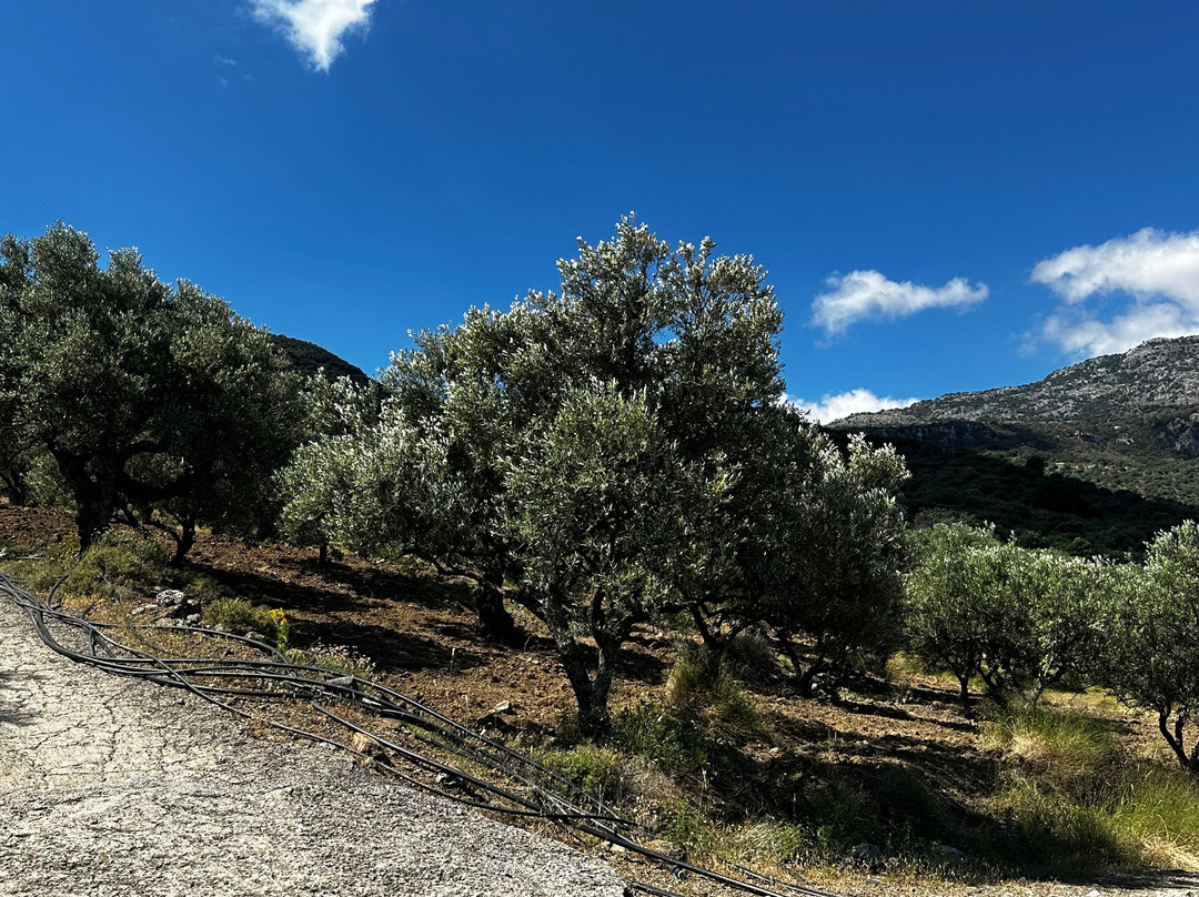 The Olive Trail-Kritsa必去景点