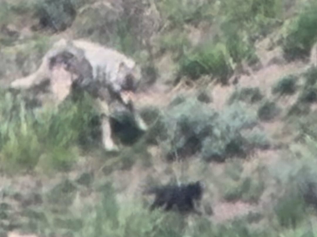 Yellowstone Insight - Day Tours-加德纳必去景点