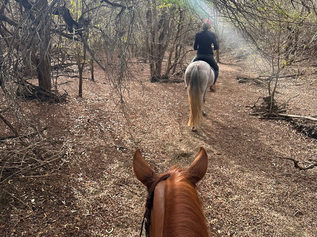 Rancho Alegre Curacao-Dorp Sint Michiel必去景点