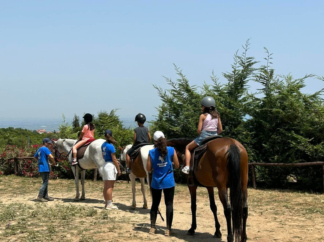 Olympus Horse Riding Club景点图片