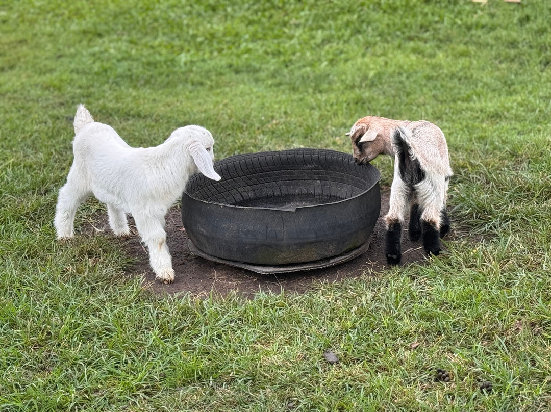 Splitters Farm景点图片