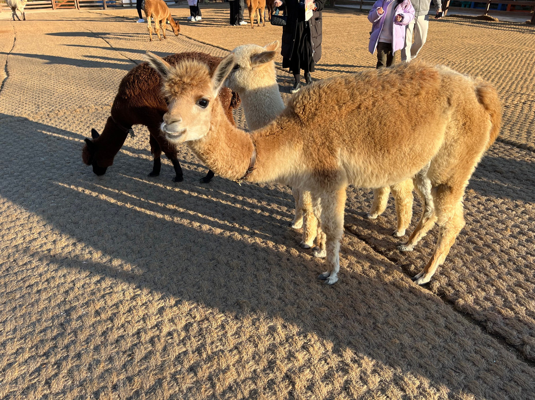 Alpaca World-洪川郡必去景点
