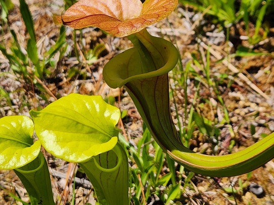 Stanley Rehder Carnivorous Plant Garden-威尔明顿必去景点