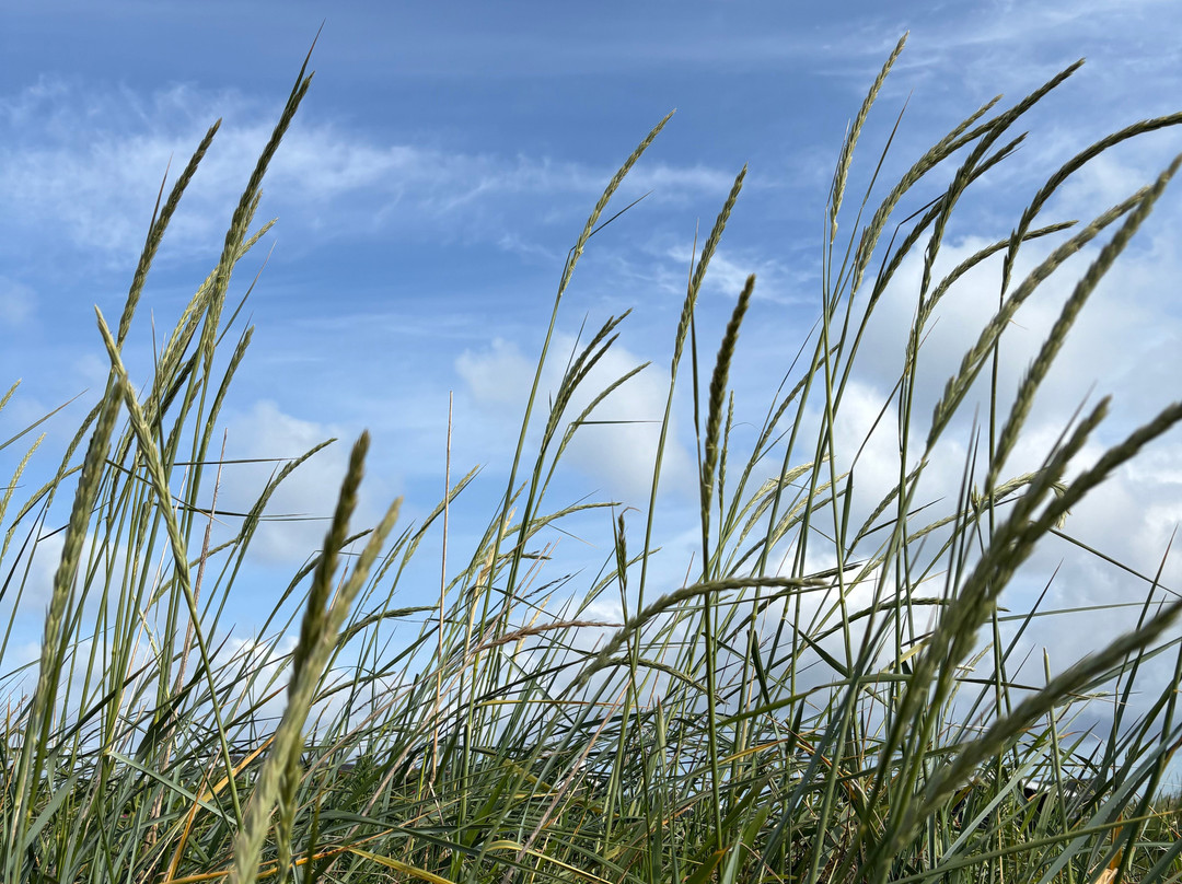 Skallerup Seaside Resort主图