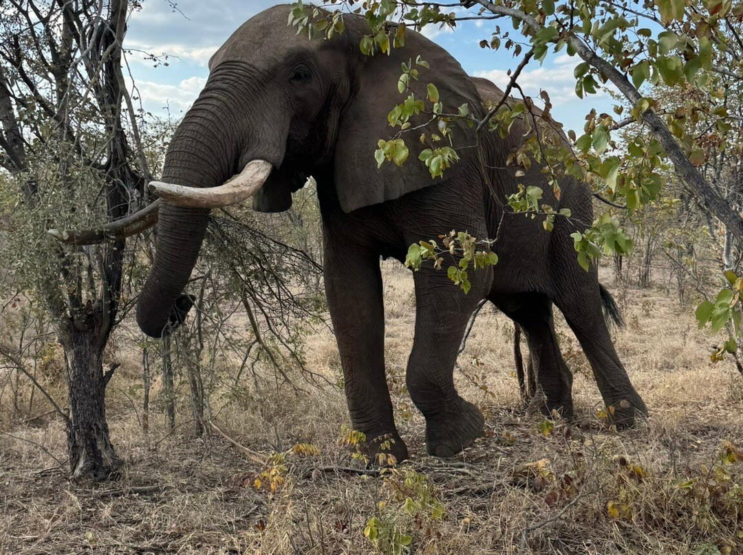Wild Horizons Elephant Sanctuary景点图片