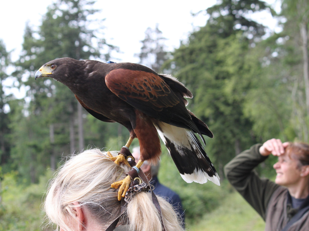 Hampshire Hawk Walks景点图片