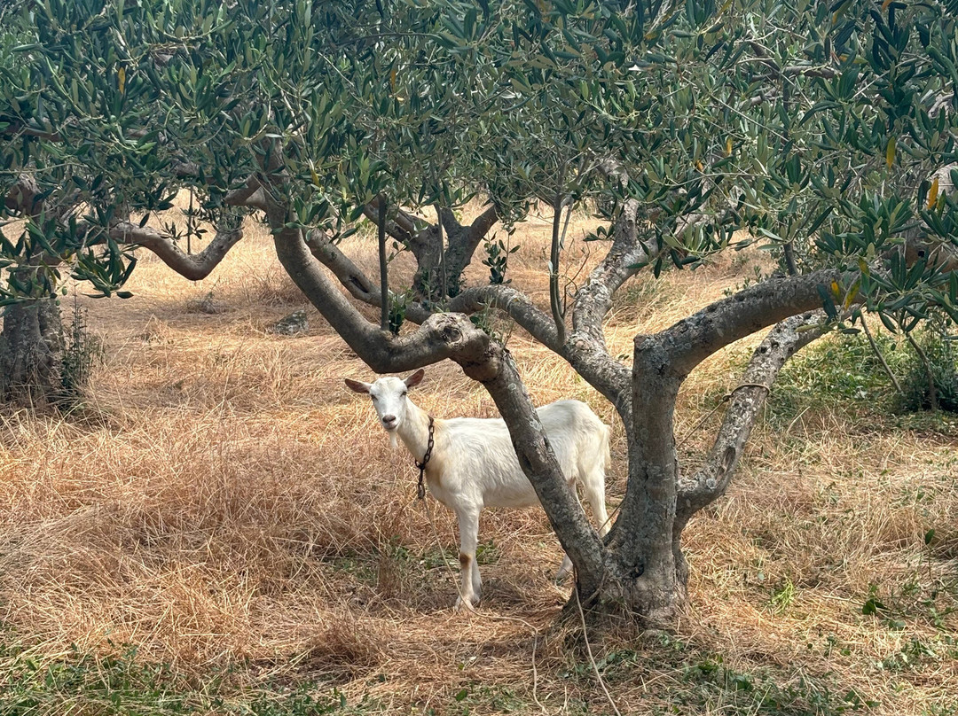 Stari Grad Plain-史塔瑞格雷德必去景点