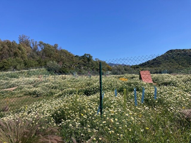 Triple A Marbella Animal Shelter-马贝拉必去景点