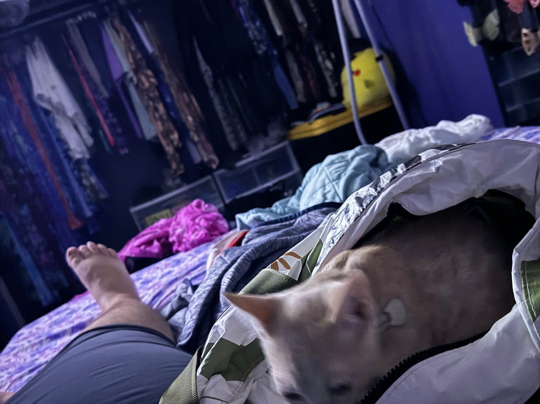 Cat Cafe Maui-卡胡卢伊必去景点