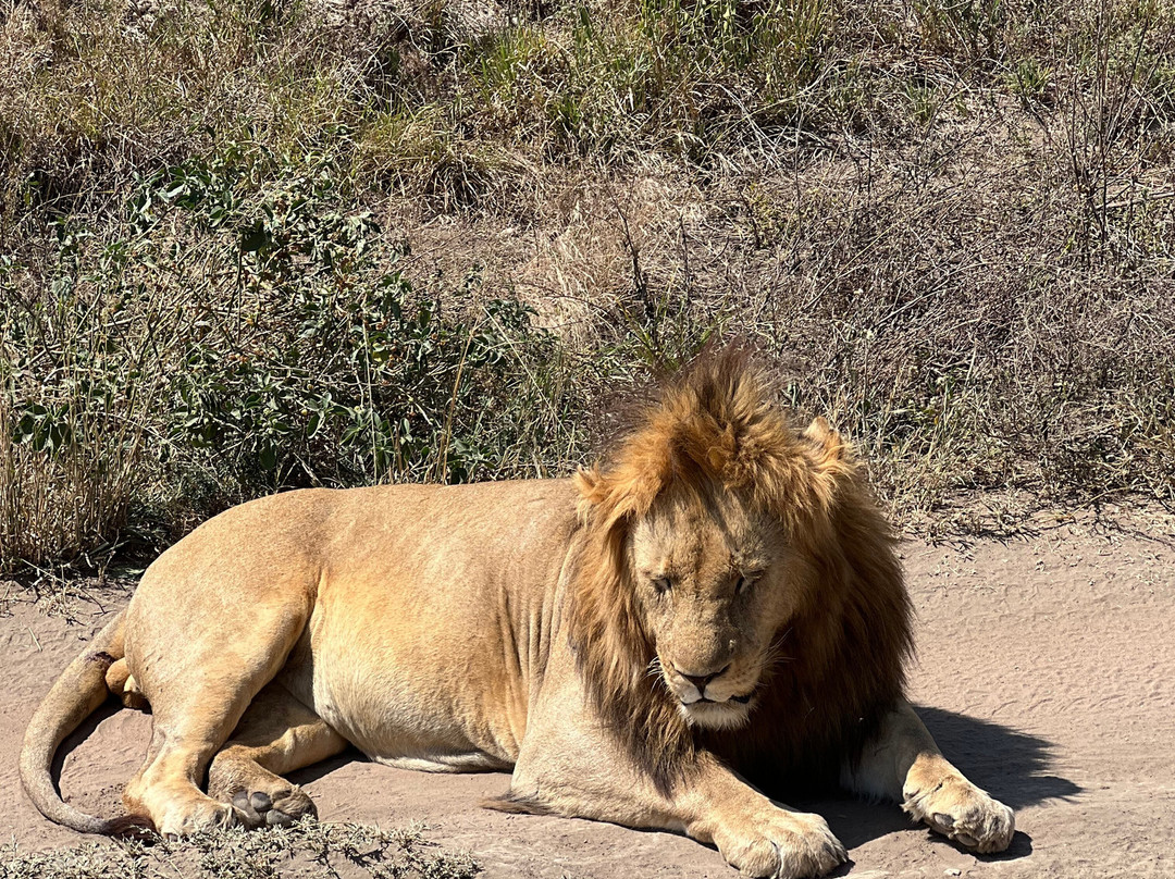 Cruize Wild Safaris-Iringa必去景点