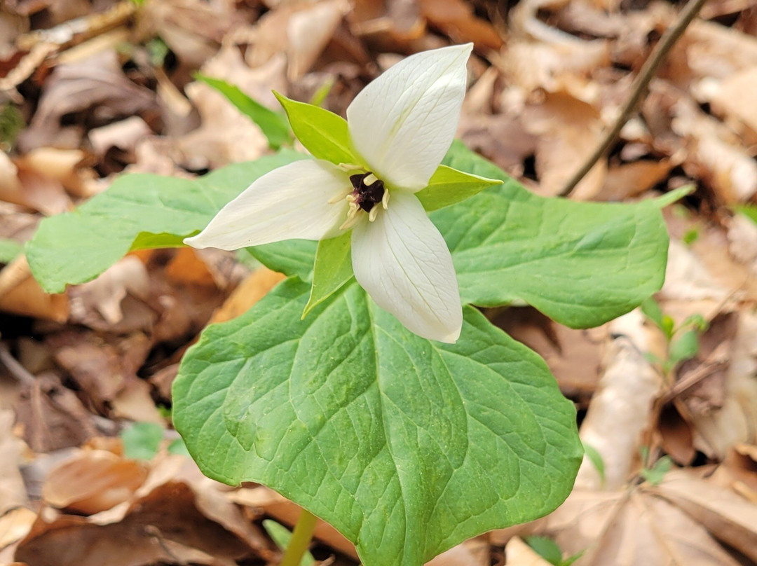Kanawha State Forest-查尔斯顿必去景点