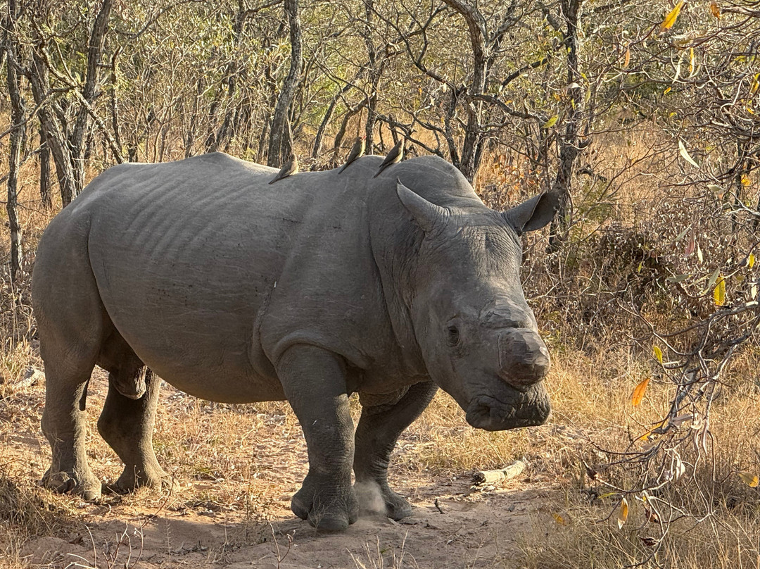 Shimungwe Lodge主图