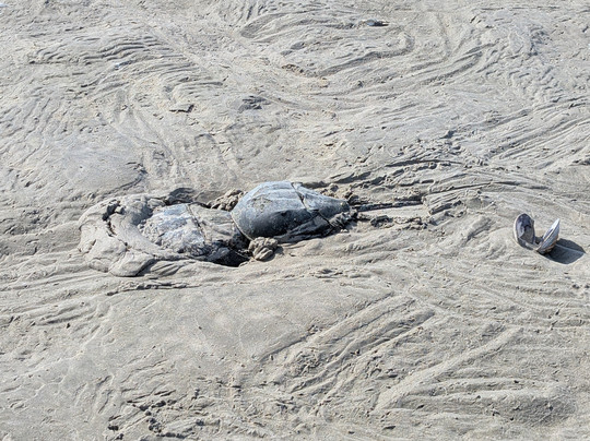 Chincoteague Island Tours-钦科蒂格岛必去景点