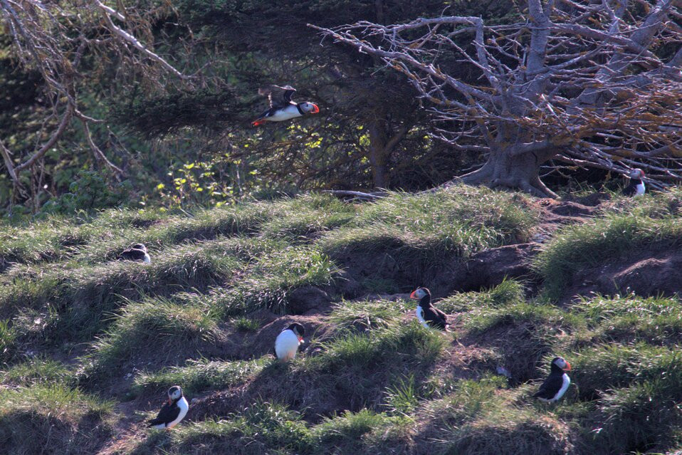 Gatherall's Puffin and Whale Watch-Bay Bulls必去景点